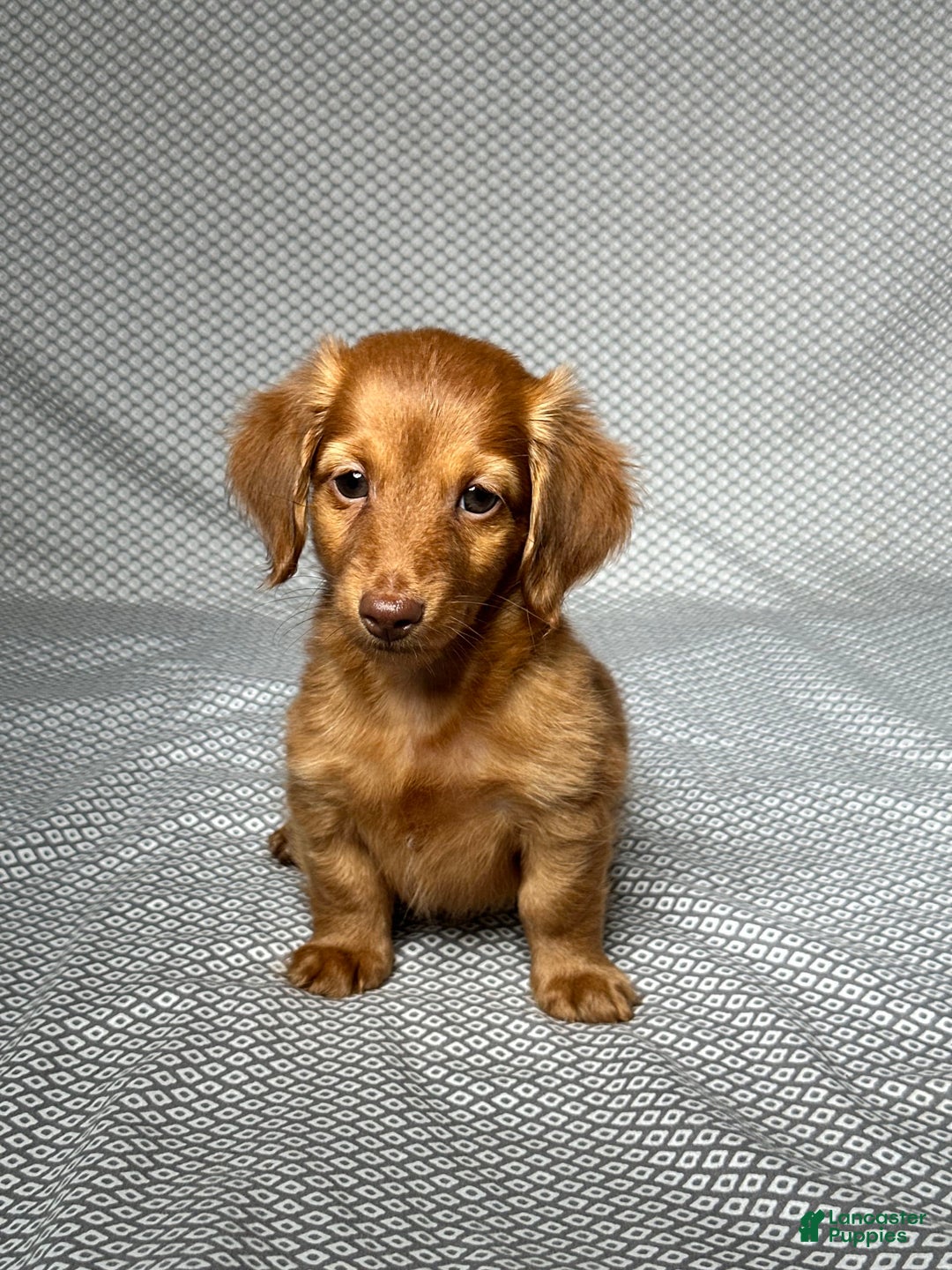 Miniature Dachshund dogs for sale: Kevin - Image 1