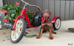 Doberman Pinscher dogs for sale: Marley - Image 1