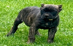 Cane Corso dogs for sale: Bridget - Image 2