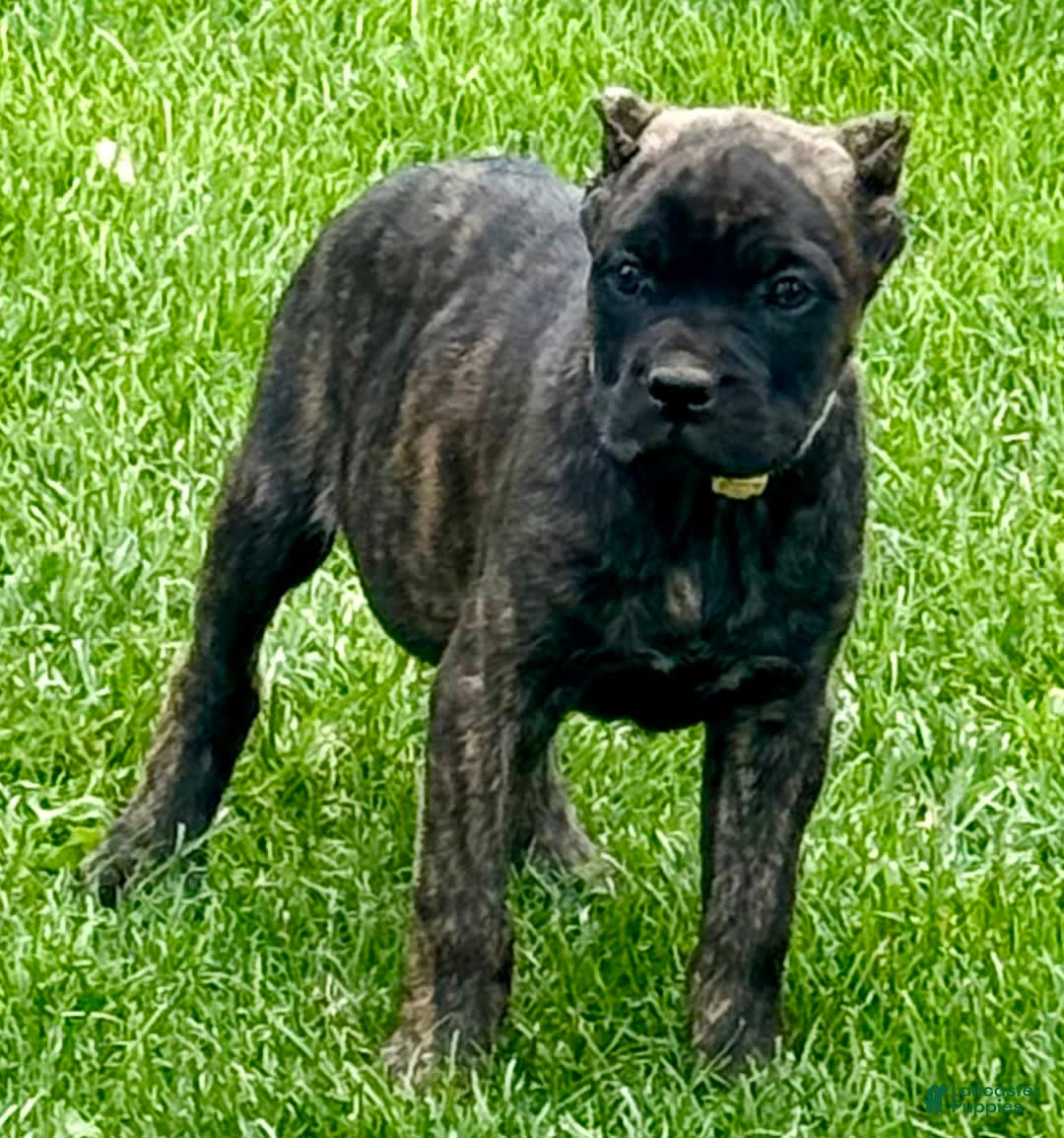 Cane Corso dogs for sale: Bridget - Image 2