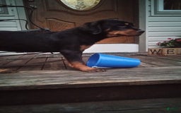 Rottweiler dogs for sale: Ninja - Image 1