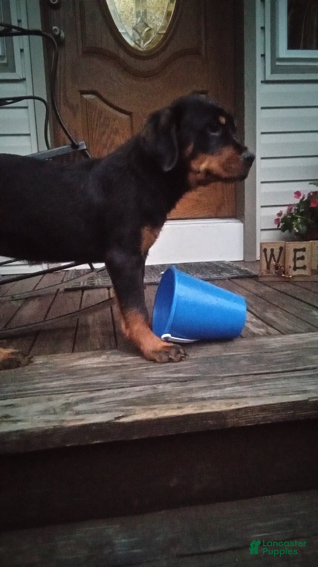 Rottweiler dogs for sale: Ninja - Image 1