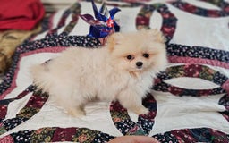 Pomeranian dogs for sale: Lucky Lulu T-Cup - Image 1