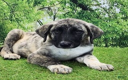 Anatolian Shepherd dogs for sale: Akc Dusty 2025 Male 3 - Image 9