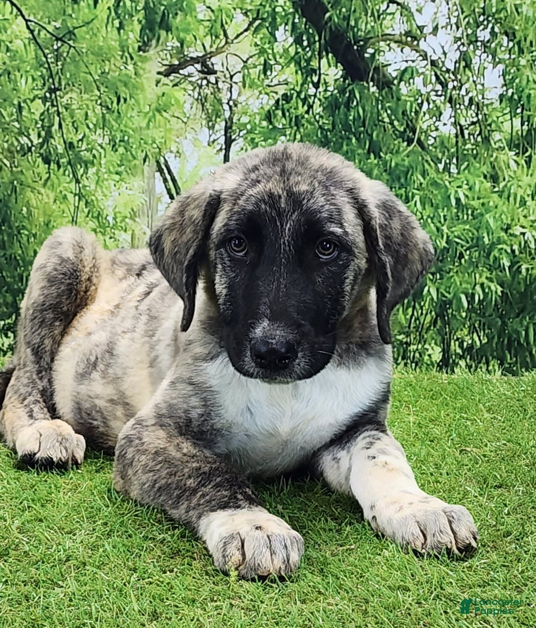 Anatolian Shepherd dogs for sale: Akc Dusty 2025 Male 3 - Image 9