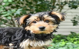 Yorkshire Terrier dogs for sale: Barkley - Image 20