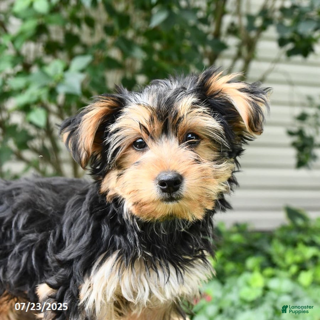 Yorkshire Terrier dogs for sale: Barkley - Image 20
