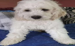 Cockapoo dogs for sale: Biggie - Image 2