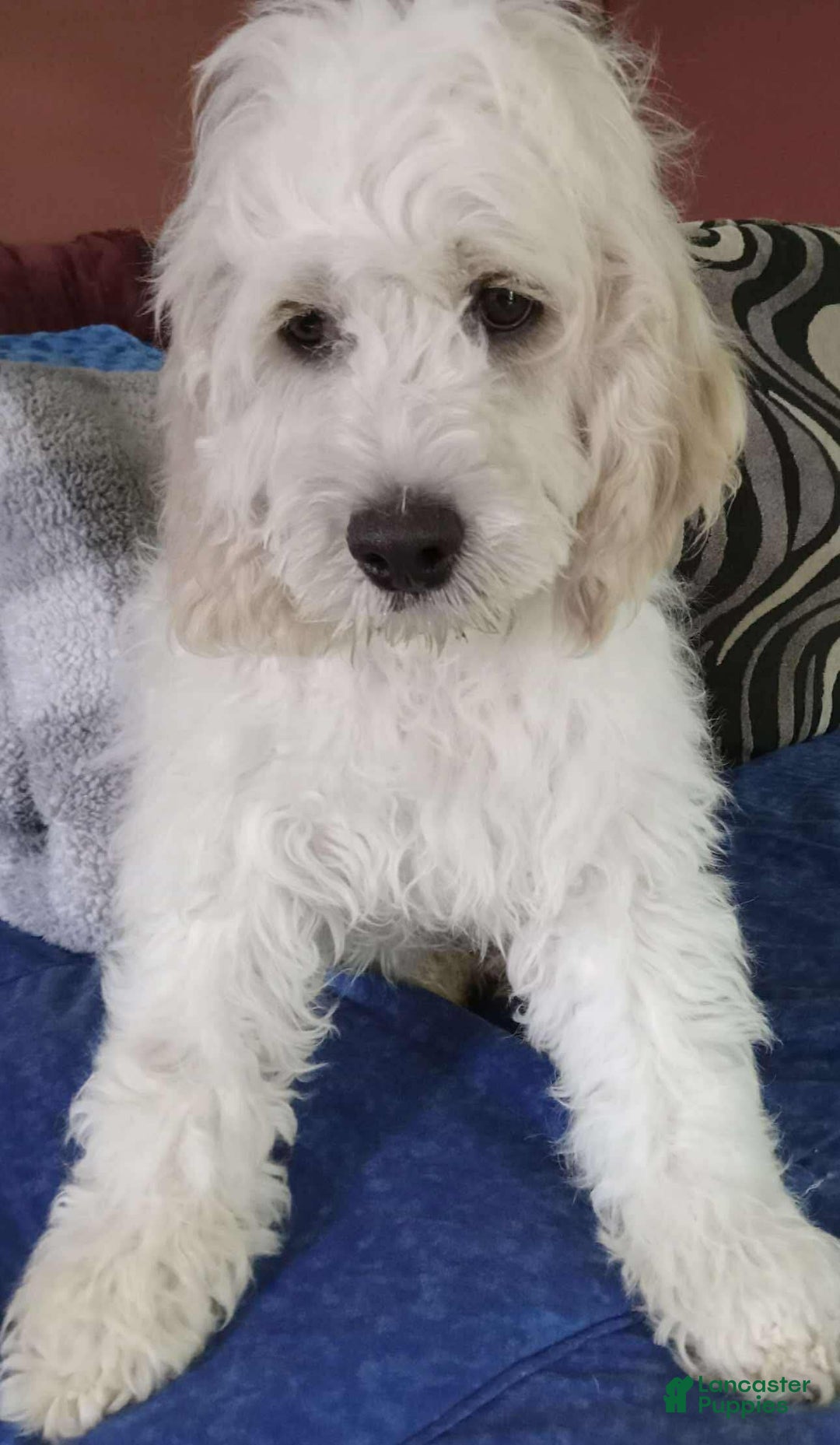 Cockapoo dogs for sale: Biggie - Image 2
