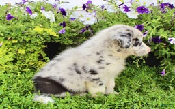 Australian Shepherd dogs for sale: Rex - Image 2