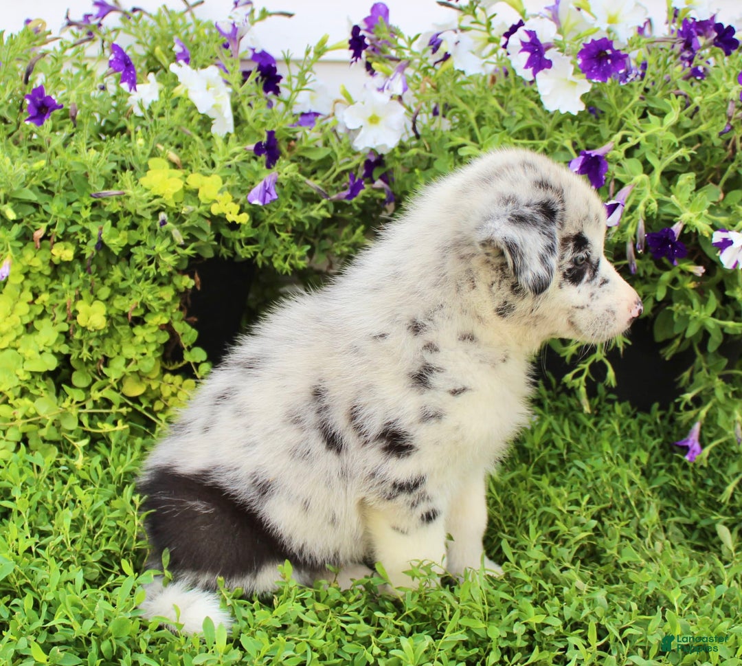Australian Shepherd dogs for sale: Rex - Image 2