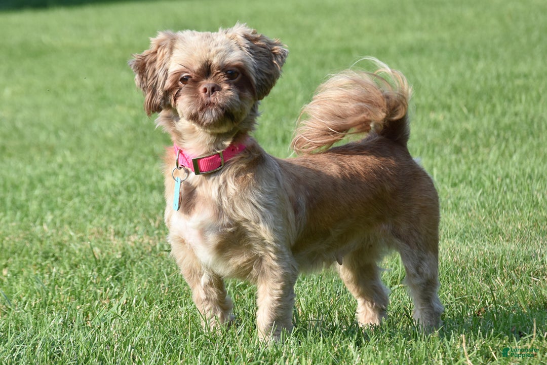Shih Tzu dogs for sale: Rambo - Image 5