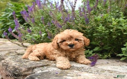 Cavapoo dogs for sale: Remington - Image 4