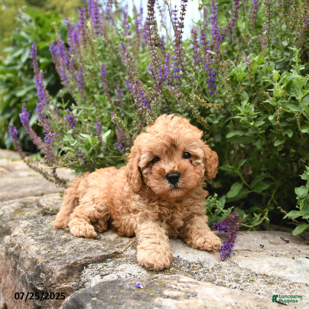 Cavapoo dogs for sale: Remington - Image 4