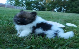 Pomeranian dogs for sale: Betzy - Image 2
