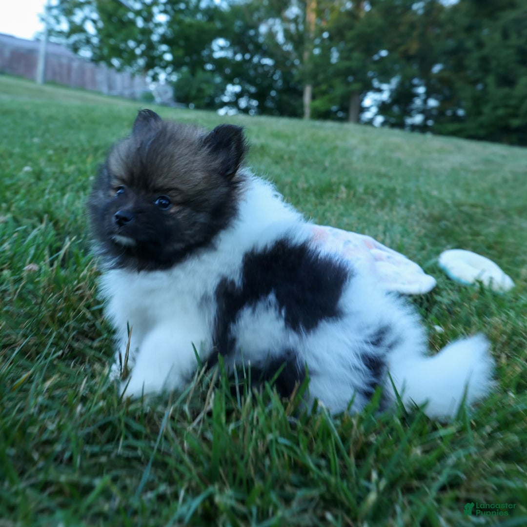 Pomeranian dogs for sale: Betzy - Image 2