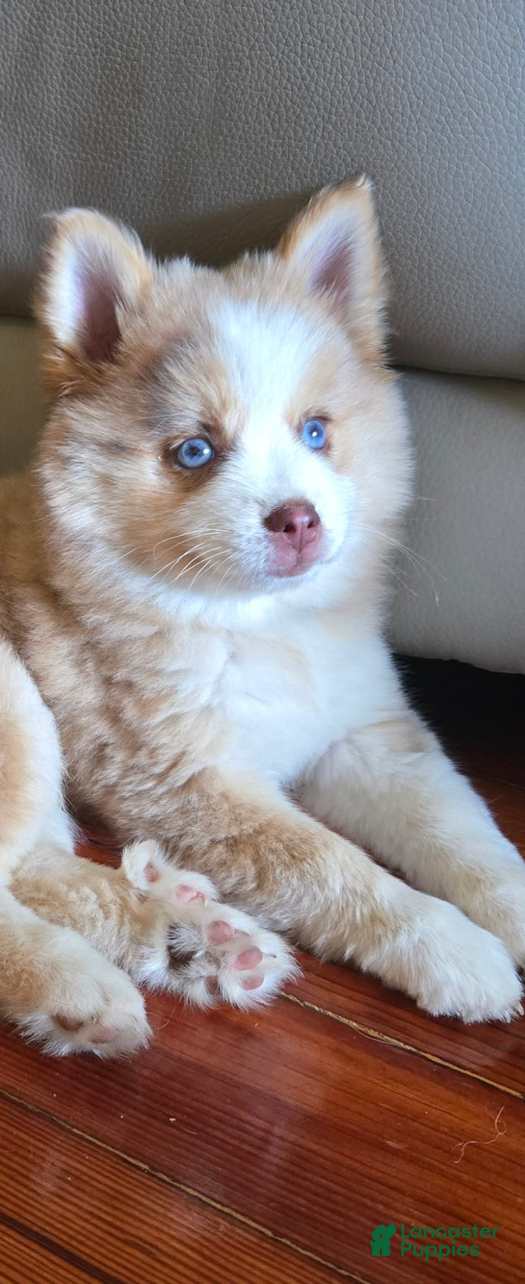 Pomsky dogs for sale: Blondie - Image 2