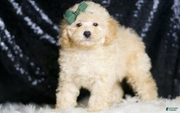 Miniature Poodle dogs for sale: Cecil - Image 2