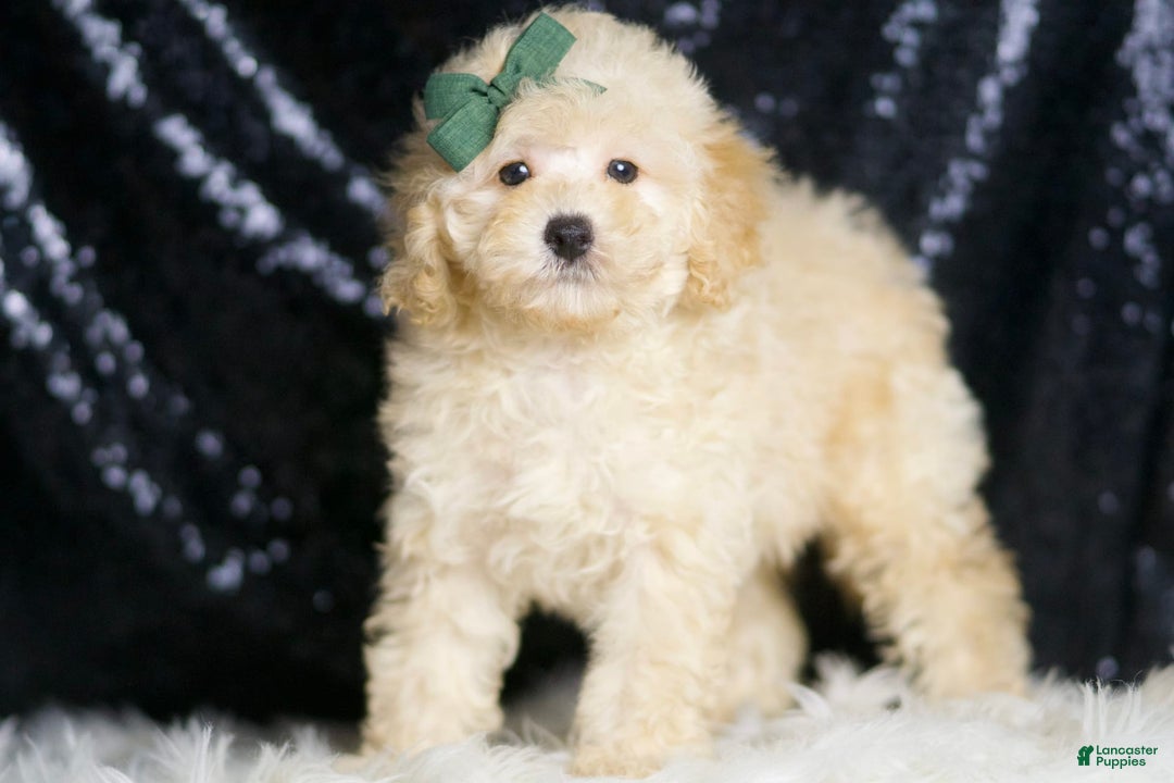 Miniature Poodle dogs for sale: Cecil - Image 2
