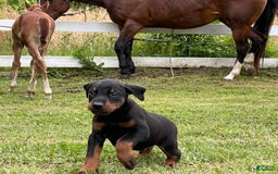 Doberman Pinscher dogs for sale: Luke - Image 5