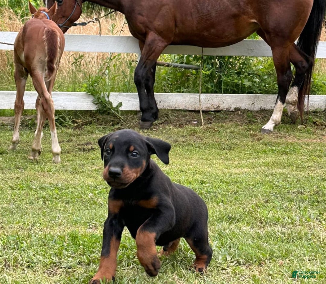 Doberman Pinscher dogs for sale: Luke - Image 5