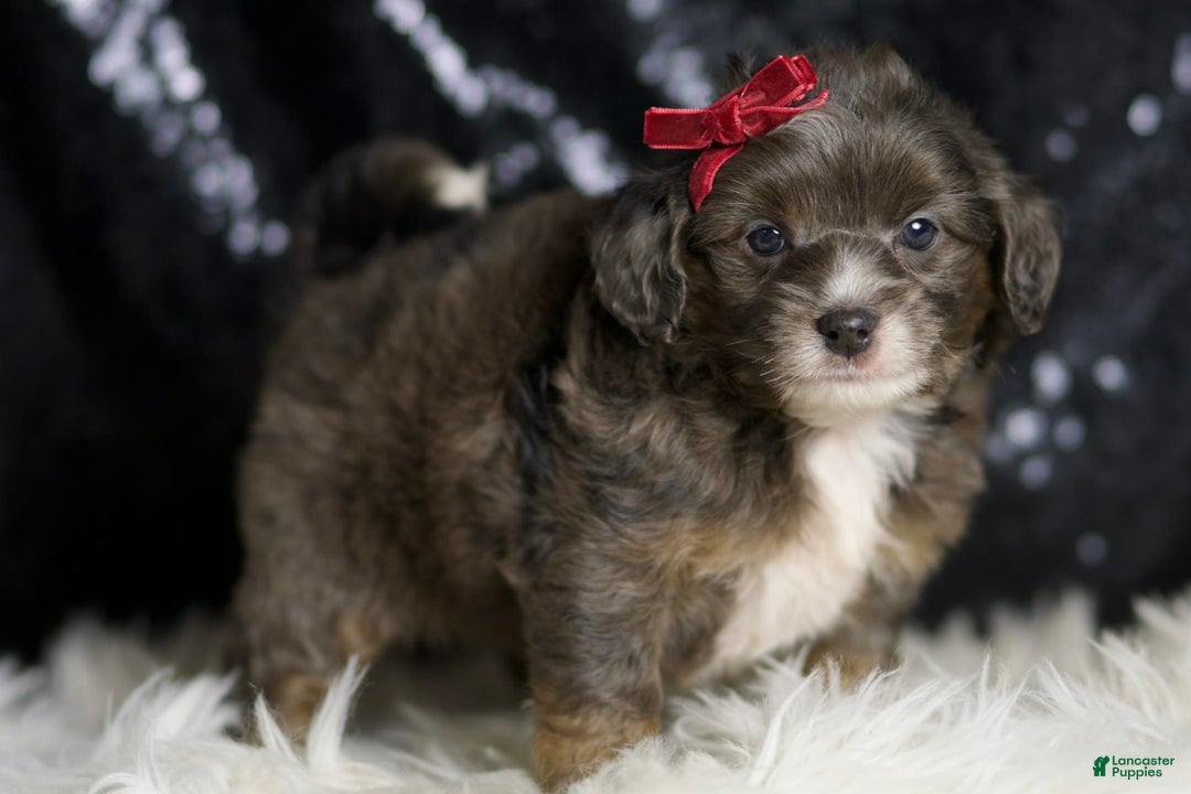 Mini Goldendoodle dogs for sale: Colleen - Image 3