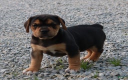 Beabull dogs for sale: Hope - Image 12