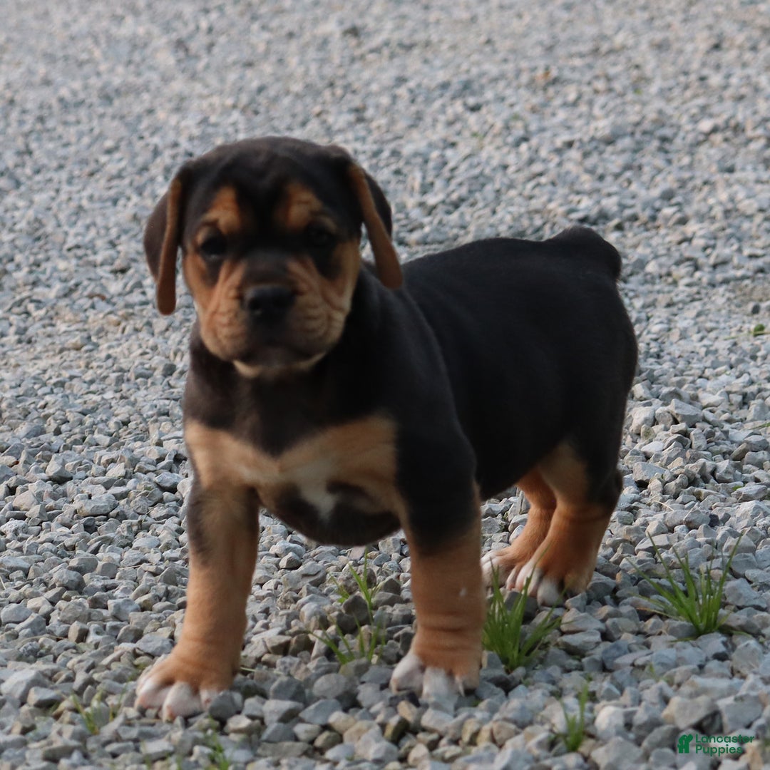 Beabull dogs for sale: Hope - Image 12