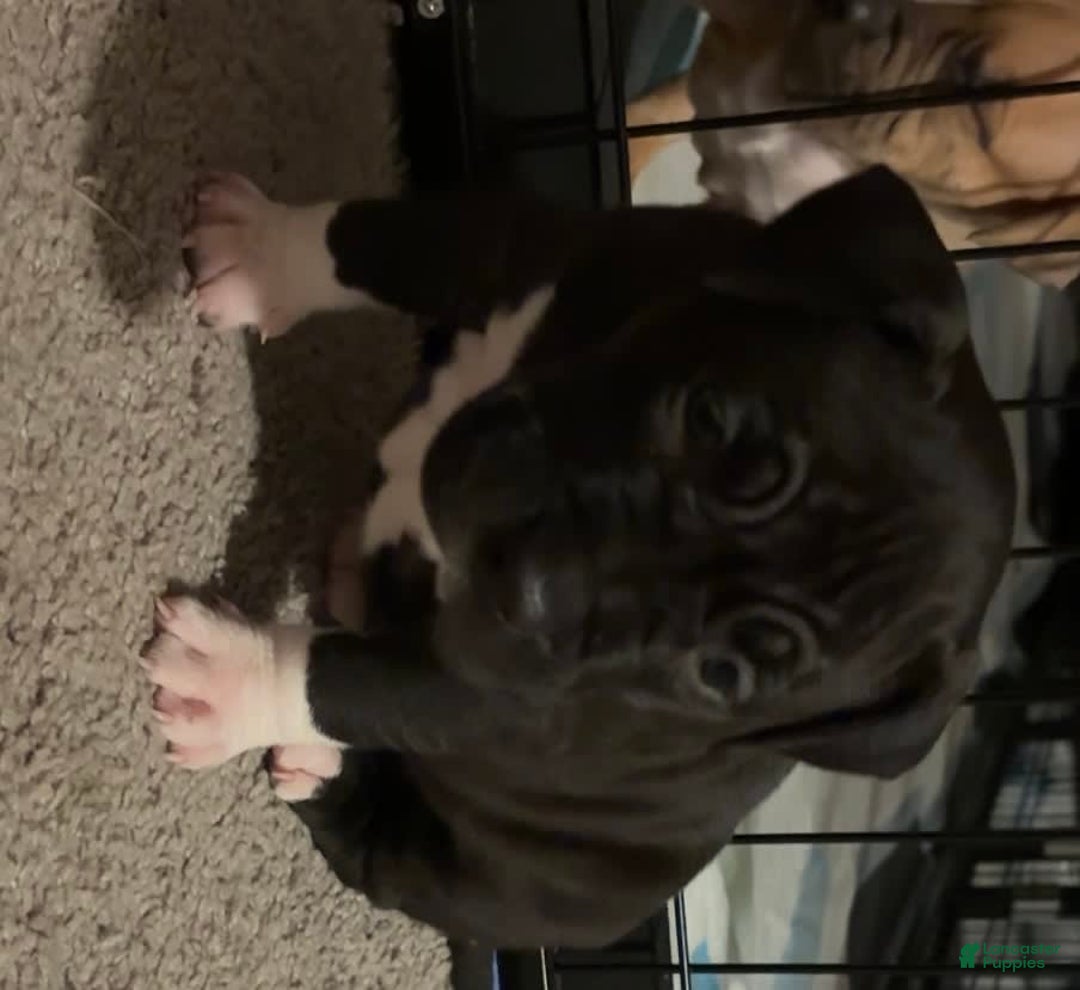 American Bully dogs for sale: Laney - Image 4