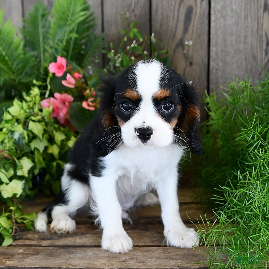 Cavalier King Charles Spaniel dogs for sale: Jack - Image 6