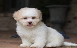 Shihpoo dogs for sale: Lola - Image 3