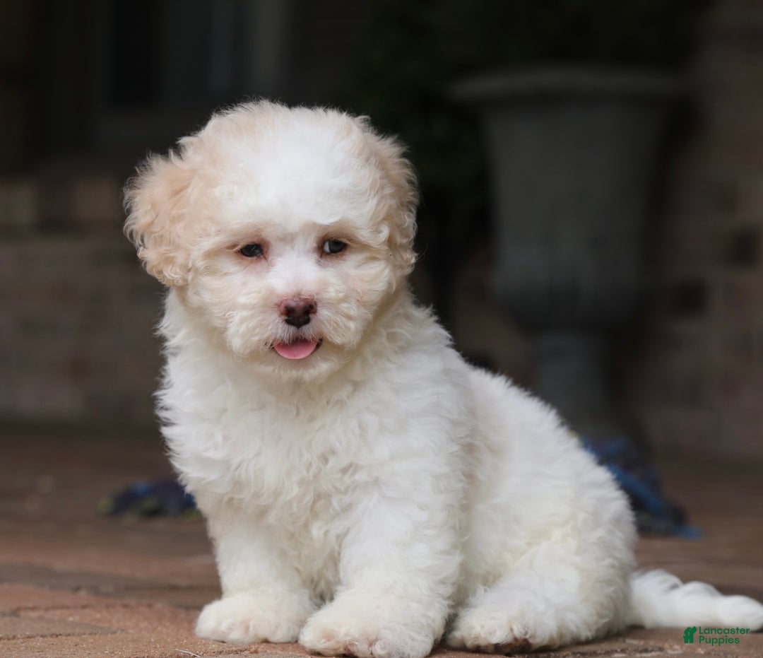 Shihpoo dogs for sale: Lola - Image 3