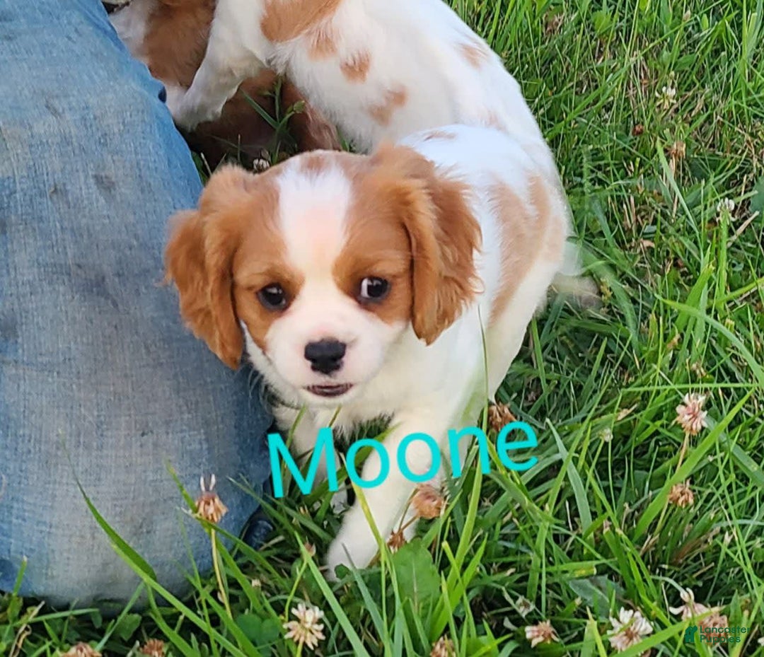 Cavalier King Charles Spaniel dogs for sale: Moone - Image 1