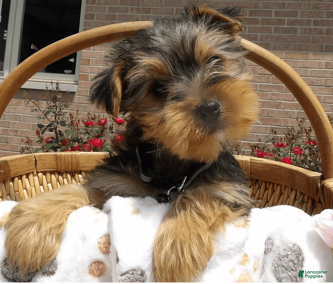 Yorkshire Terrier dogs for sale: Finn - Image 1