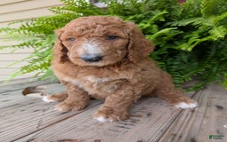 Goldendoodle dogs for sale: Asher - Image 16