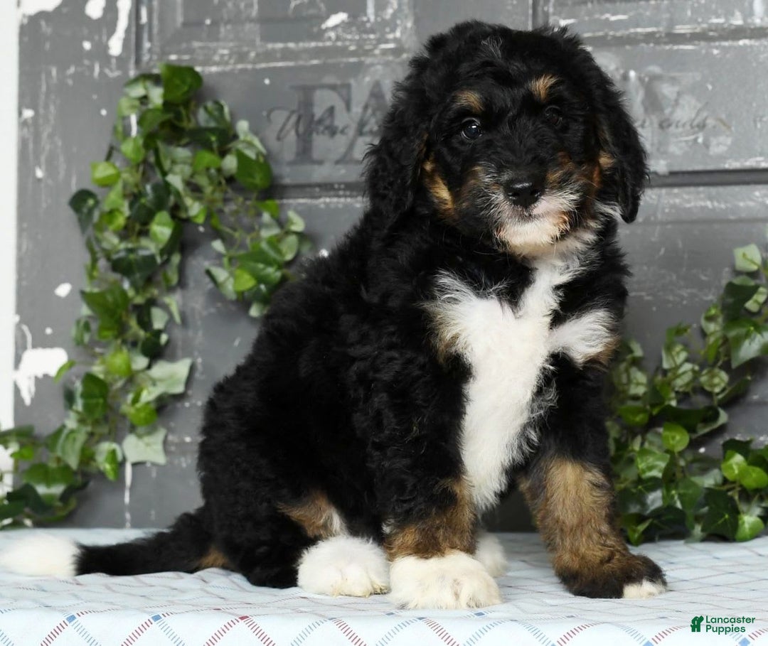 Bernedoodle dogs for sale: Delores - Image 9