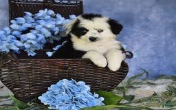 Miniature Australian Shepherd dogs for sale: Axel Toy - Image 20