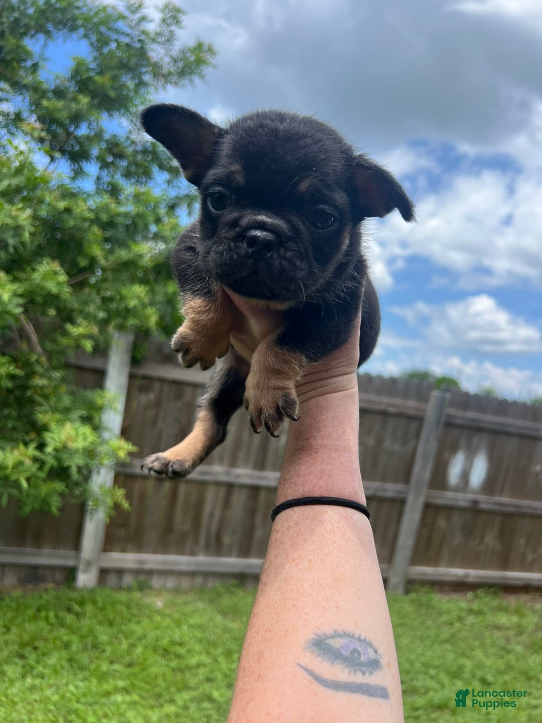 French Bulldog dogs for sale: Luna - Image 2