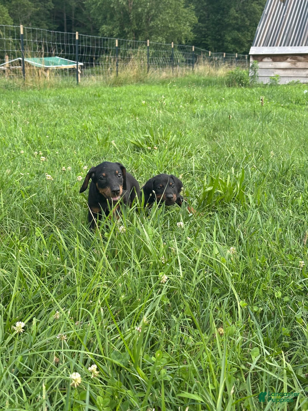 Doberman Pinscher dogs for sale: Hunter - Image 6