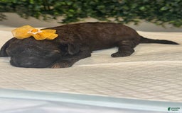 Miniature Poodle dogs for sale: Star - Image 4