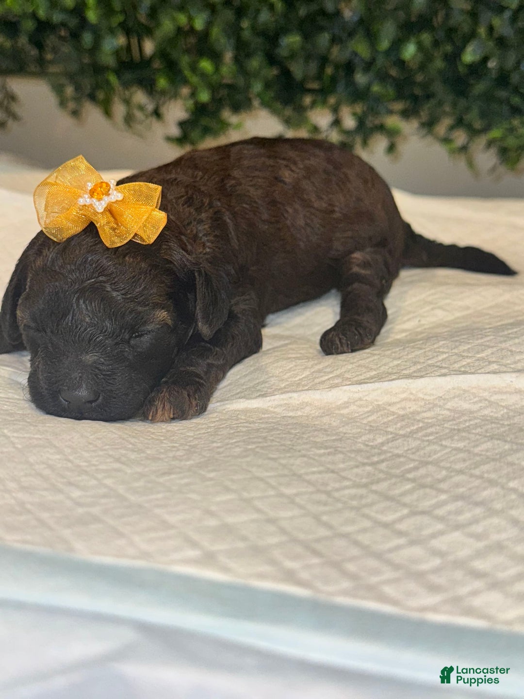 Miniature Poodle dogs for sale: Star - Image 4