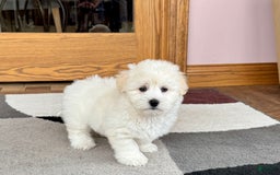 Coton De Tulear dogs for sale: Rodney - Image 8