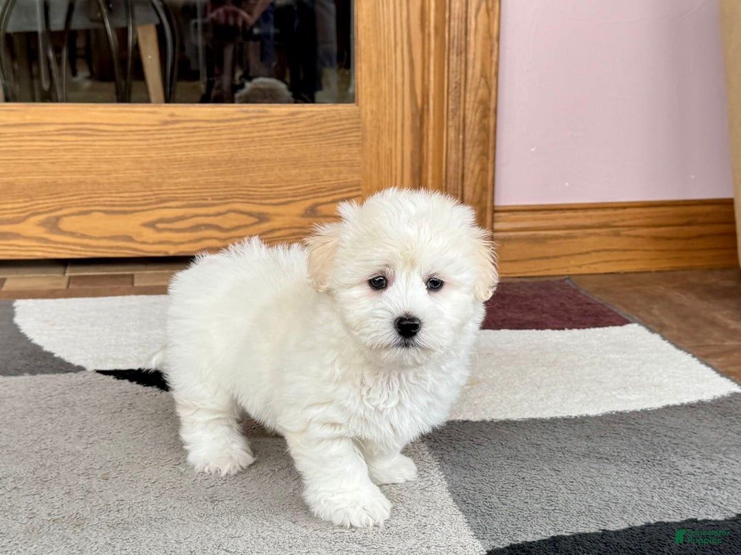Coton De Tulear dogs for sale: Rodney - Image 8