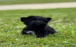 Yorkshire Terrier dogs for sale: Shmitty - Image 1