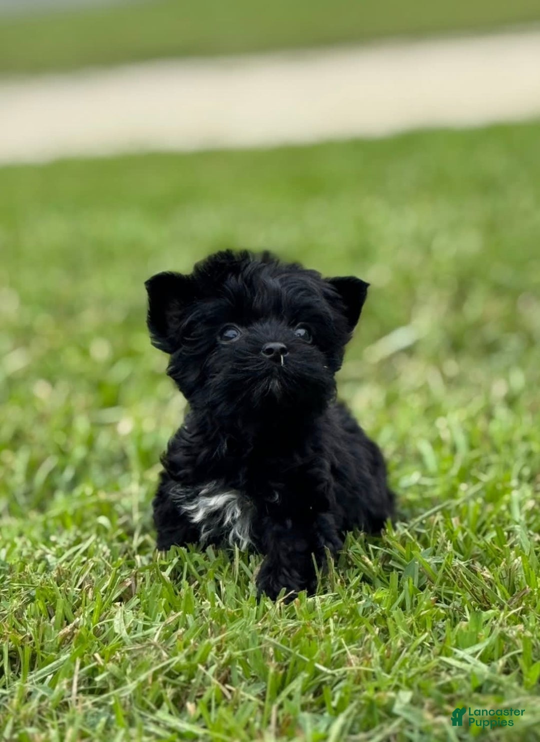 Yorkshire Terrier dogs for sale: Shmitty - Image 1