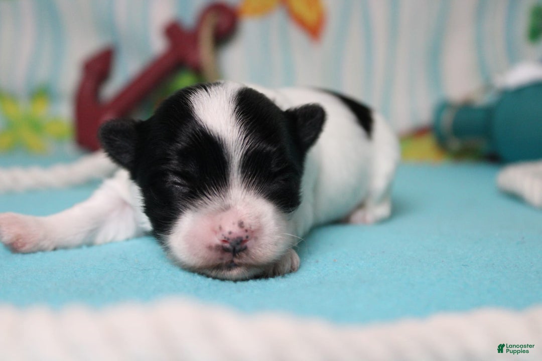 Morkie dogs for sale: Macchiato - Image 1
