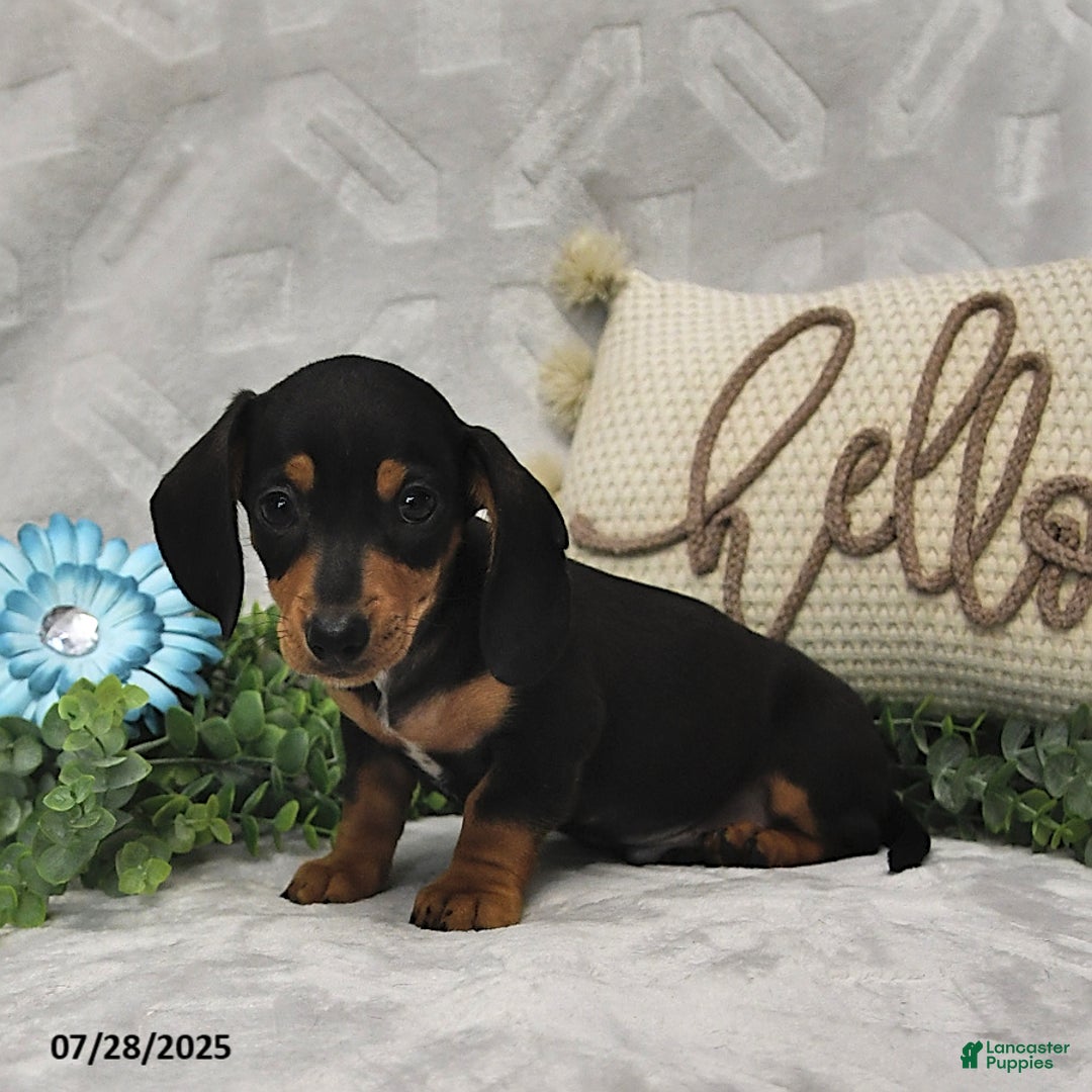 Miniature Dachshund dogs for sale: Konner - Image 3