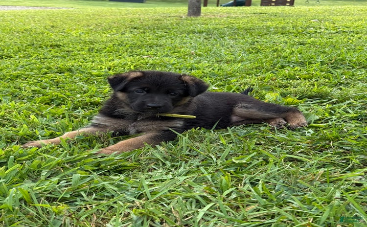 German Shepherd dogs for sale - Ad 2