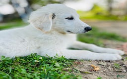Maremma Sheepdog dogs for sale: Daisy - Image 4