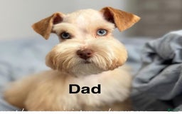 Miniature Schnauzer dogs for sale: Thor - Image 12